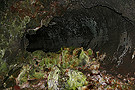 The green tunnel